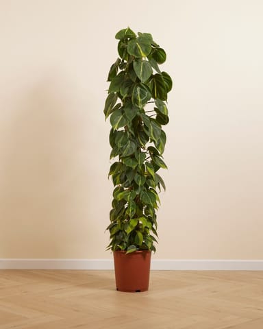Philodendron Filodendro Scandens Brasil