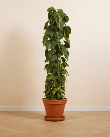 Philodendron Filodendro Scandens Brasil