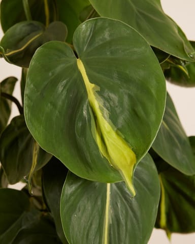 Philodendron Filodendro Scandens Brasil