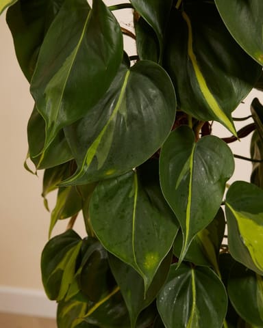 Philodendron Filodendro Scandens Brasil