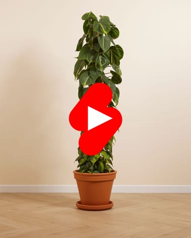 Philodendron Filodendro Scandens Brasil