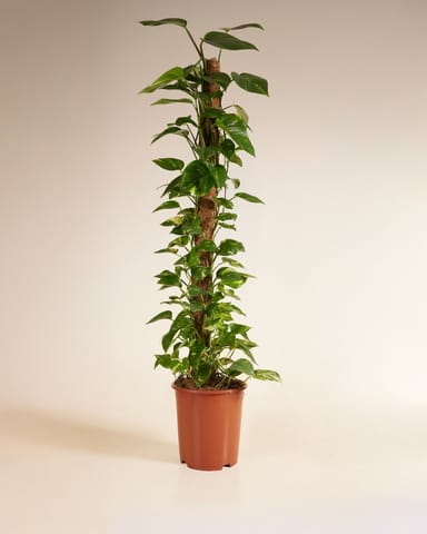 Scindapsus Devil’s Ivy Aureum