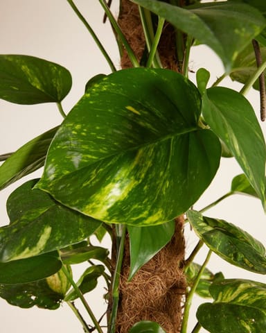 Scindapsus Devil’s Ivy Aureum