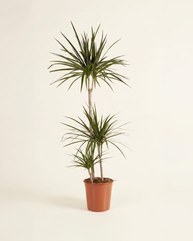 Dracaena Dragon Tree Marginata