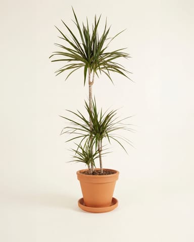 Dracaena Dragon Tree Marginata