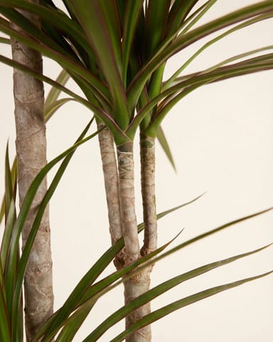 Dracaena Dragon Tree Marginata
