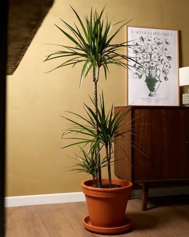 Dracaena Dragon Tree Marginata