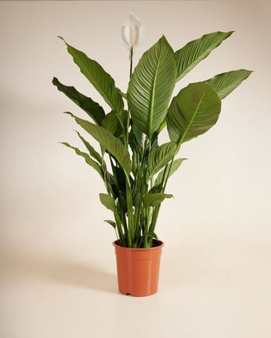 Spathiphyllum Sweet Sebastiano