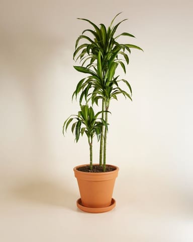 Dracaena Dragon Tree Hawaiian Sunshine