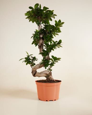 Ficus  Ginseng