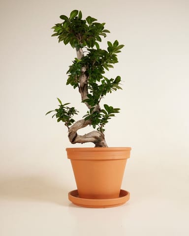 Ficus  Ginseng