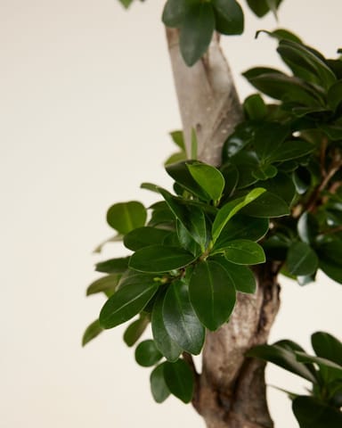 Ficus  Ginseng