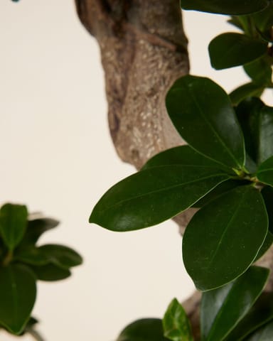 Ficus  Ginseng
