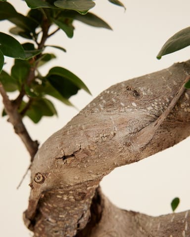Ficus  Ginseng