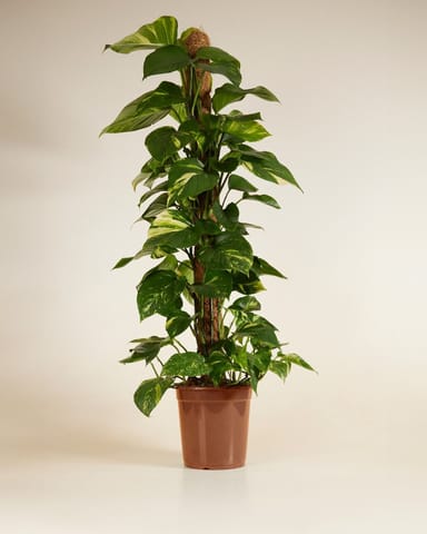 Scindapsus Golden Pothos Aureum