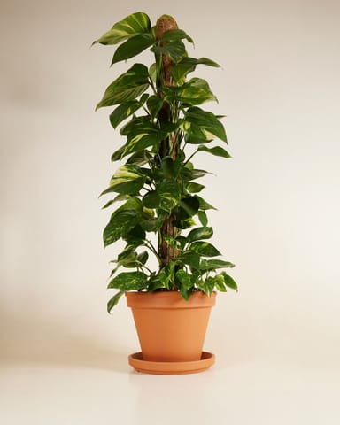 Scindapsus Golden Pothos Aureum