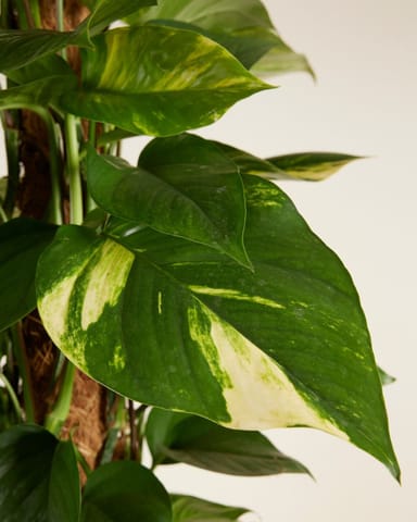 Scindapsus Golden Pothos Aureum