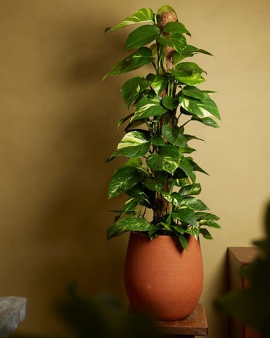 Scindapsus Golden Pothos Aureum