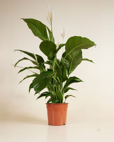 Spathiphyllum Lys de paix Sweet Lauretta