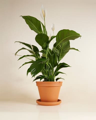 Spathiphyllum Lys de paix Sweet Lauretta