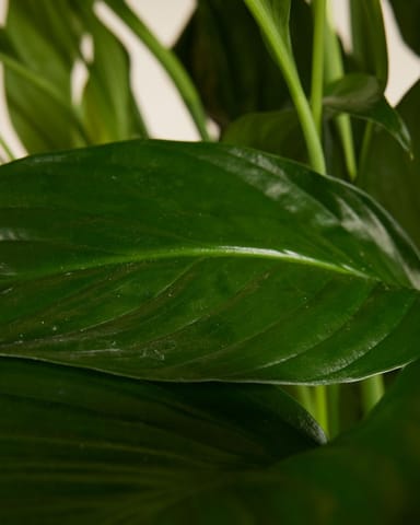 Spathiphyllum Lys de paix Sweet Lauretta