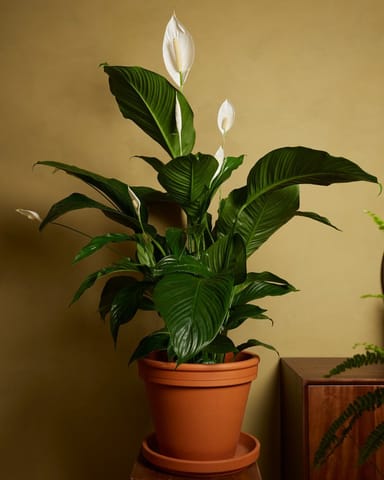 Spathiphyllum Lys de paix Sweet Lauretta