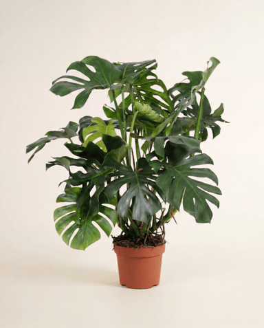 Monstera Monstera Deliciosa
