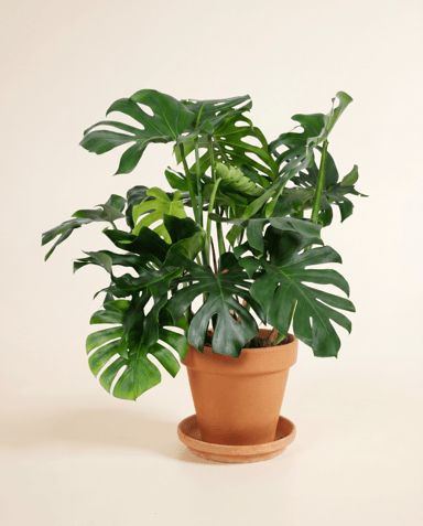 Monstera Monstera Deliciosa