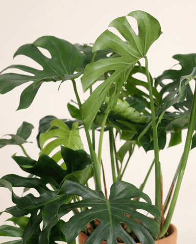 Monstera Monstera Deliciosa