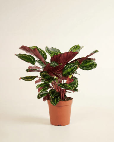Calathea Planta de la oración Medallion