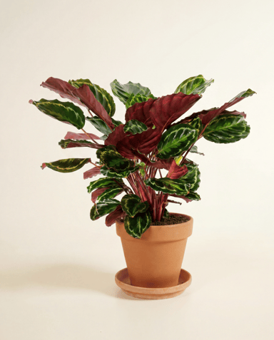 Calathea Planta de la oración Medallion