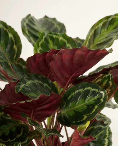 Calathea Planta de la oración Medallion