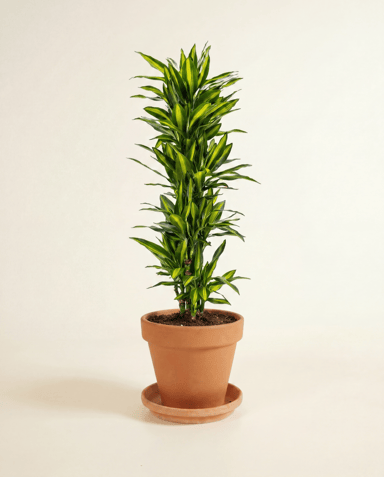 Dracaena Drachenbäume Cintho