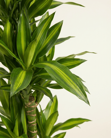 Dracaena Drachenbäume Cintho