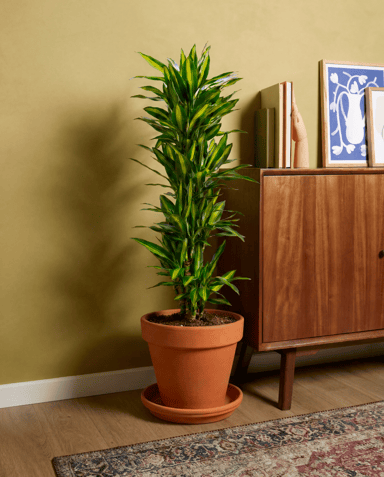 Dracaena Drachenbäume Cintho