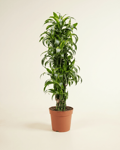 Dracaena Drachenbäume Dorado
