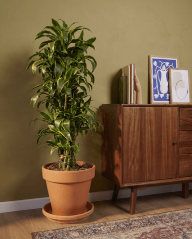 Dracaena Drachenbäume Dorado
