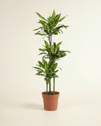 Dracaena Árbol del dragón Golden Coast