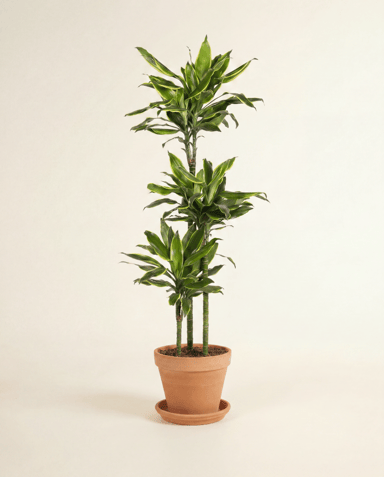 Dracaena Árbol del dragón Golden Coast