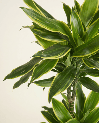 Dracaena Árbol del dragón Golden Coast