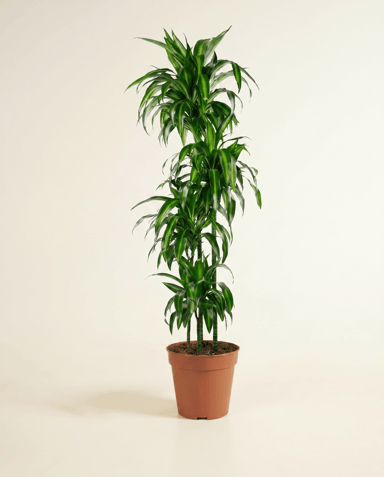 Dracaena Drakenbloedboom Hawaiian Sunshine