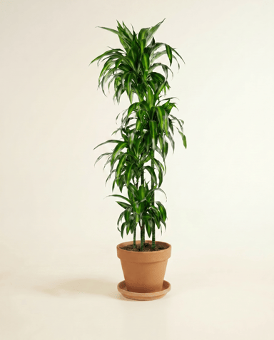 Dracaena Drakenbloedboom Hawaiian Sunshine