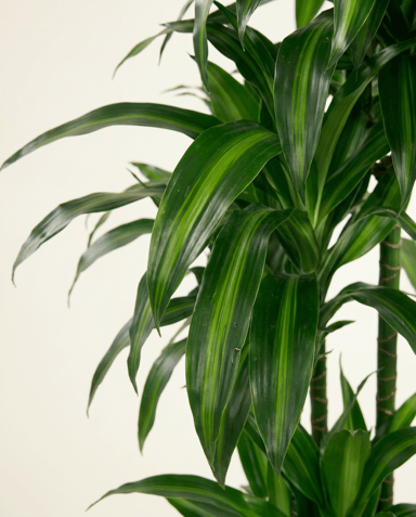 Dracaena Drakenbloedboom Hawaiian Sunshine