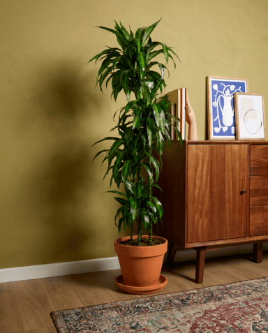 Dracaena Drakenbloedboom Hawaiian Sunshine