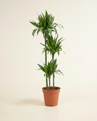 Dracaena Dragon tree Janet Craig