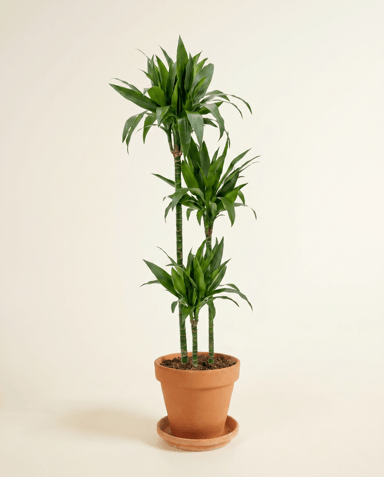 Dracaena Dragon tree Janet Craig