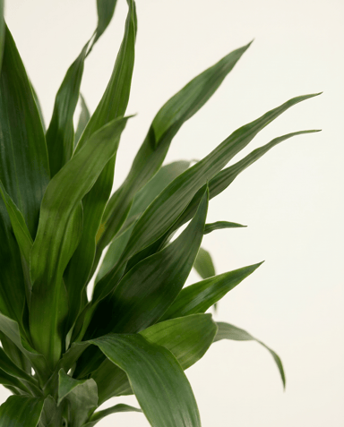 Dracaena Dragon tree Janet Craig