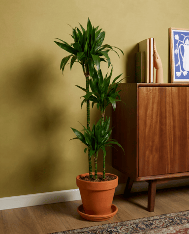 Dracaena Dragon tree Janet Craig