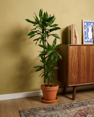 Dracaena Dracena Janet Lind
