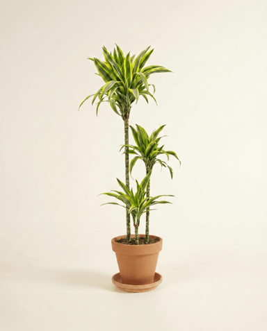 Dracaena Dragon tree Lemon Lime